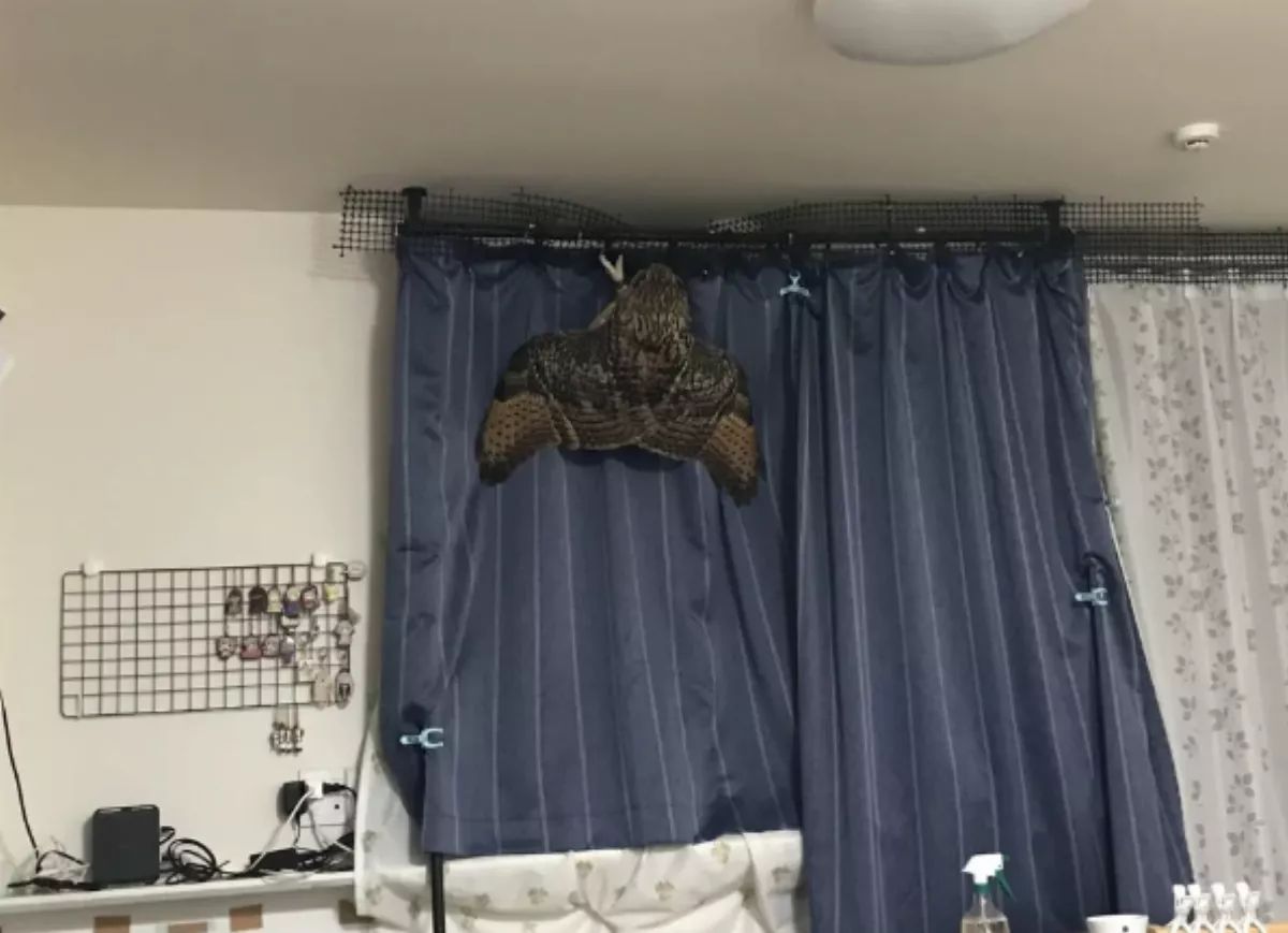 客廳窗簾「巨大生物」現身  百萬網友看傻 